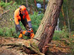 Best Root Management and Removal  in Red Lick, TX