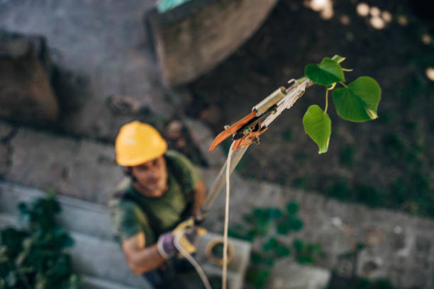 Best Tree Trimming and Pruning  in Red Lick, TX