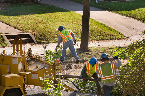 Best Stump Grinding and Removal  in Red Lick, TX