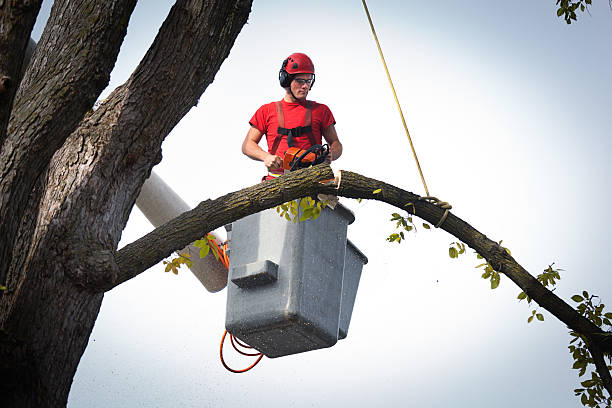 Reliable Red Lick, TX Tree Care  Solutions